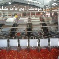 پروژه رب گوجه فرنگی- خودکارآبی دات کام (5)